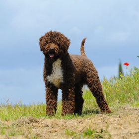 Lagotto Romagnolo Razza Origini Carattere E Prezzo Perpets